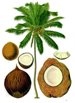 Jamaican Cocoanut