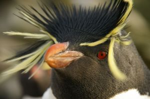 rockhopper penguin