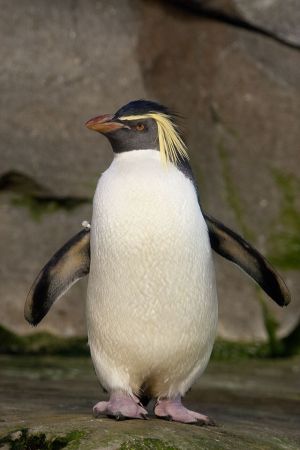 Rockhopper penguin