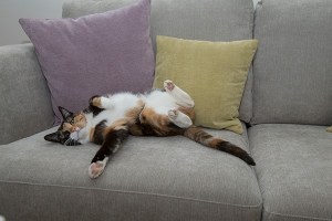 Glee lives up to her name