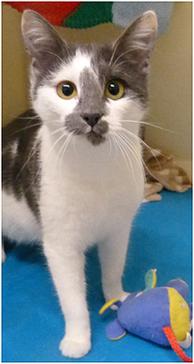 Lilac has beautiful grey and white markings